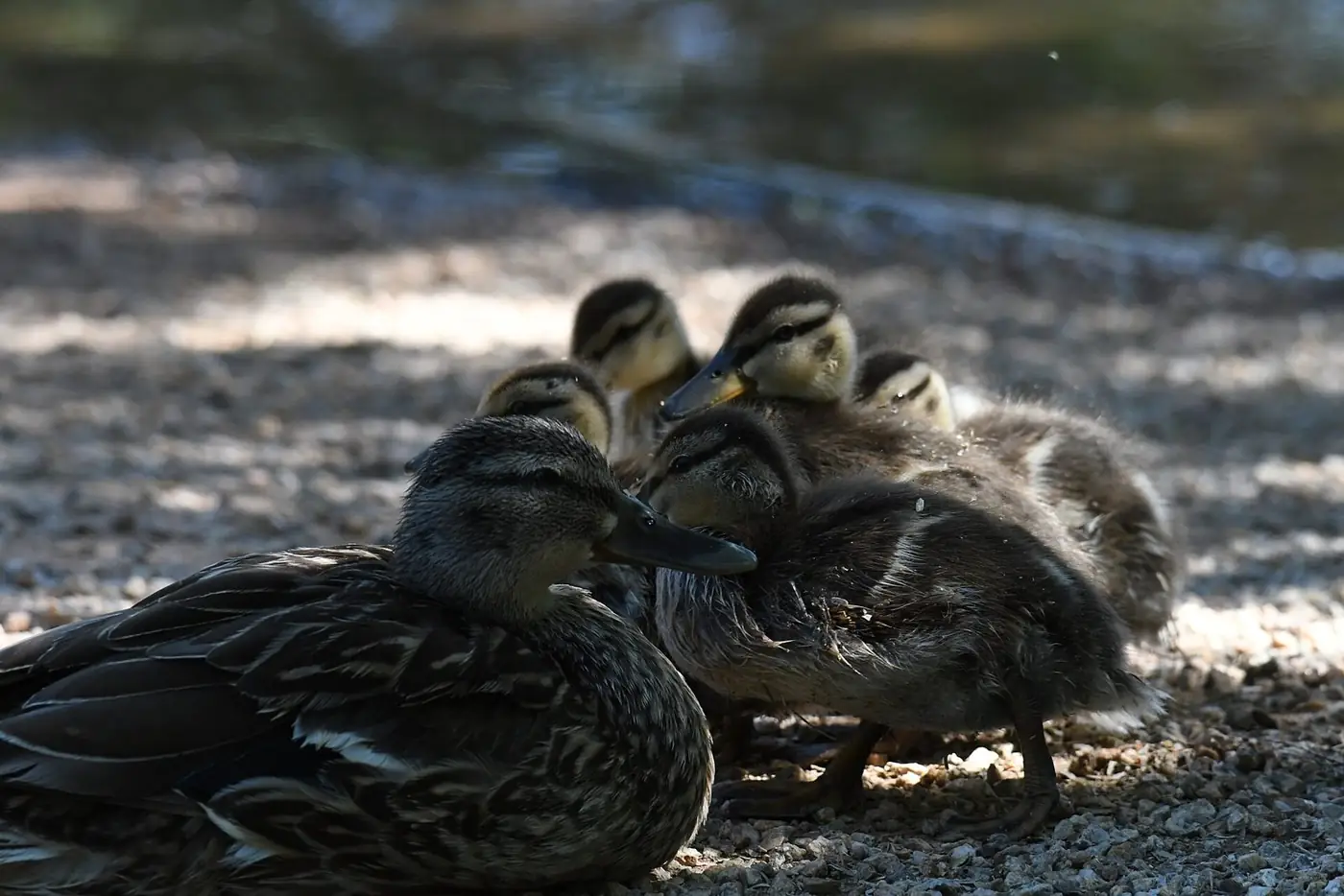 Mallard ducks resting at the edge of a pond at Gilbert's Riparian Preserve